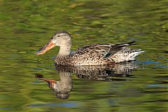 Northern Shoveler